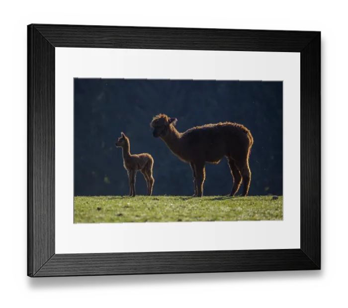 Framed Print : A Brown female Alpaca (Vicugna pacos) with her newborn baby standing against a dark background in backlit condition