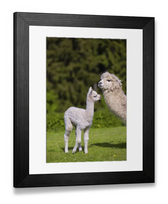 Framed Print : One white female Alpaca (Vicugna pacos) stands with a young on a fresh green meadow