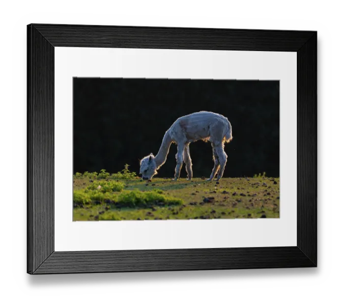 Framed Print : One freshly shorn alpaca (Vicugna pacos) stands grazing on a meadow in front of a dark forest