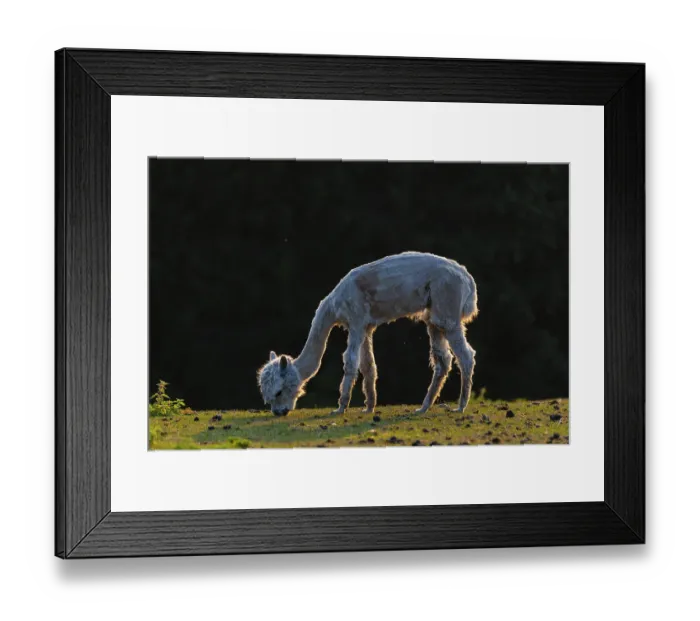Framed Print : One freshly shorn alpaca (Vicugna pacos) stands grazing on a meadow in front of a dark forest