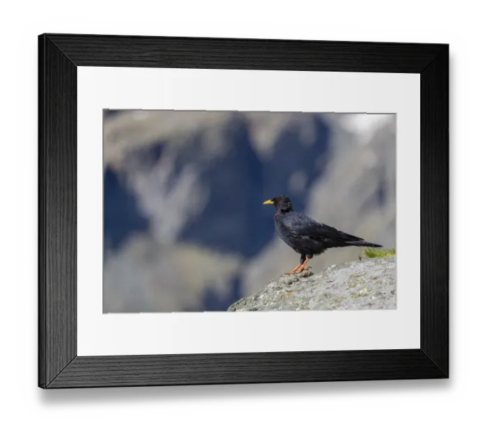 Framed Print : One young Alpine chough or yellow-billed chough (Pyrrhocorax graculus)