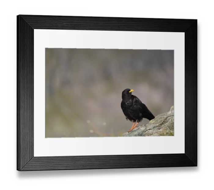 Framed Print : One young Alpine chough or yellow-billed chough (Pyrrhocorax graculus)