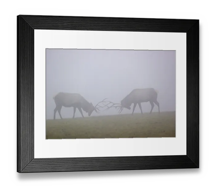Framed Print : Two Altai maral stags