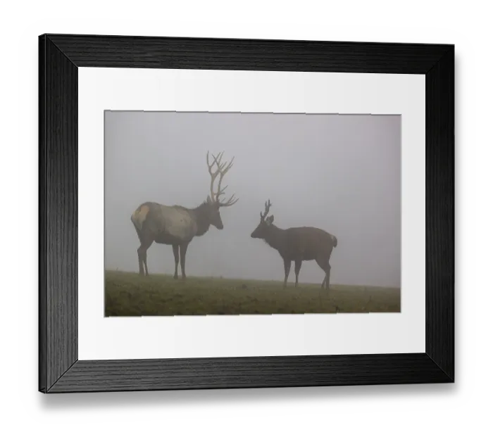 Framed Print : An Altai maral stag