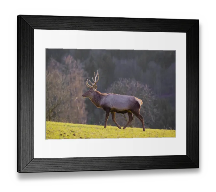 Framed Print : An Altai maral stag