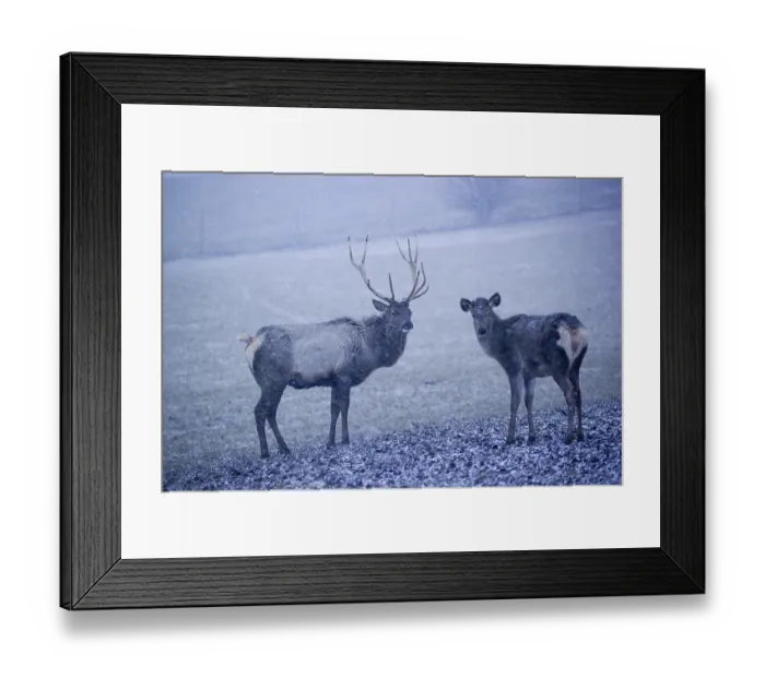 Framed Print : One Altai maral stag and a female Framed Print : One Altai maral stag and a female