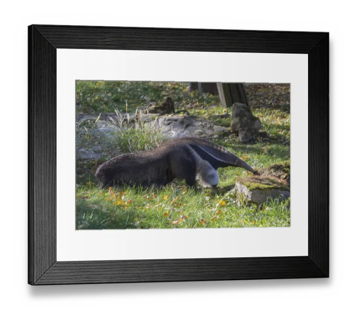 Framed Print : One giant anteater (Myrmecophaga tridactyla) walking along a fence covered with autumnal leaves Framed Print : One giant anteater (Myrmecophaga tridactyla) walking along a fence covered with autumnal leaves