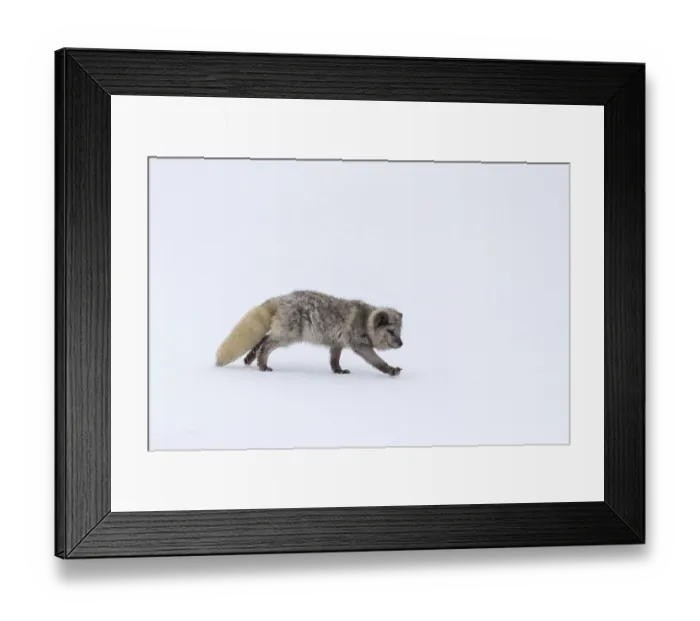 Framed Print : One arctic fox (Vulpes lagopus)