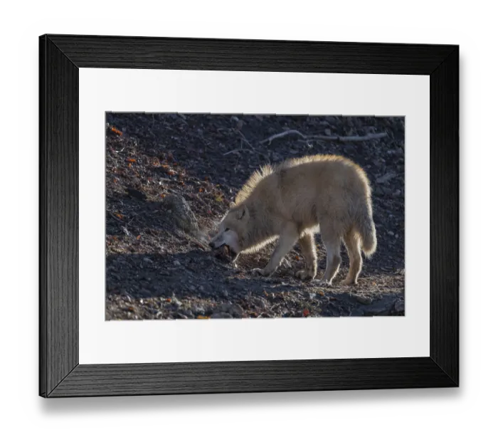 Framed Print : One adult Arctic wolf (Canis lupus arctos) standing in a forest on hilly ground Framed Print : One adult Arctic wolf (Canis lupus arctos) standing in a forest on hilly ground