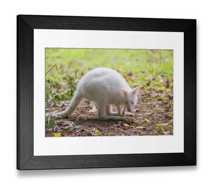 Framed Print : An albino Red-necked wallaby or Bennett's wallaby (Macropus rufogriseus) Framed Print : An albino Red-necked wallaby or Bennett's wallaby (Macropus rufogriseus)