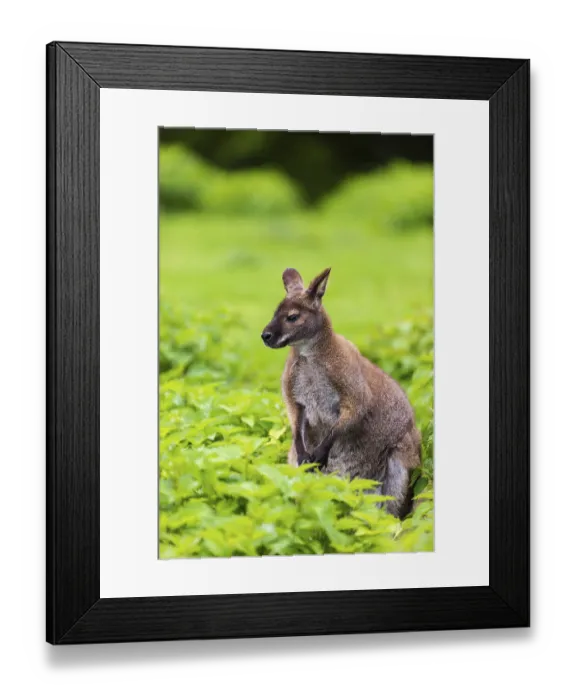 Framed Print : Red-necked wallaby or Bennett's wallaby (Macropus rufogriseus) Framed Print : Red-necked wallaby or Bennett's wallaby (Macropus rufogriseus)