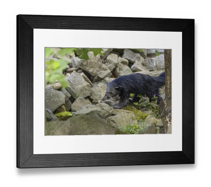 Framed Print : One binturong (Arctictis binturong) Framed Print : One binturong (Arctictis binturong)