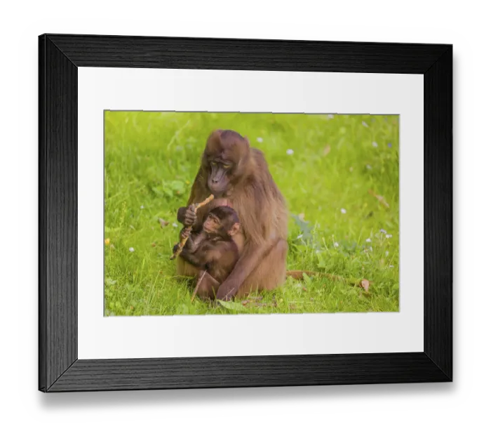 Framed Print : A female Gelada (Theropithecus gelada)