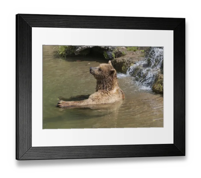 Framed Print : One eurasian brown bear (Ursus arctos arctos) bathing