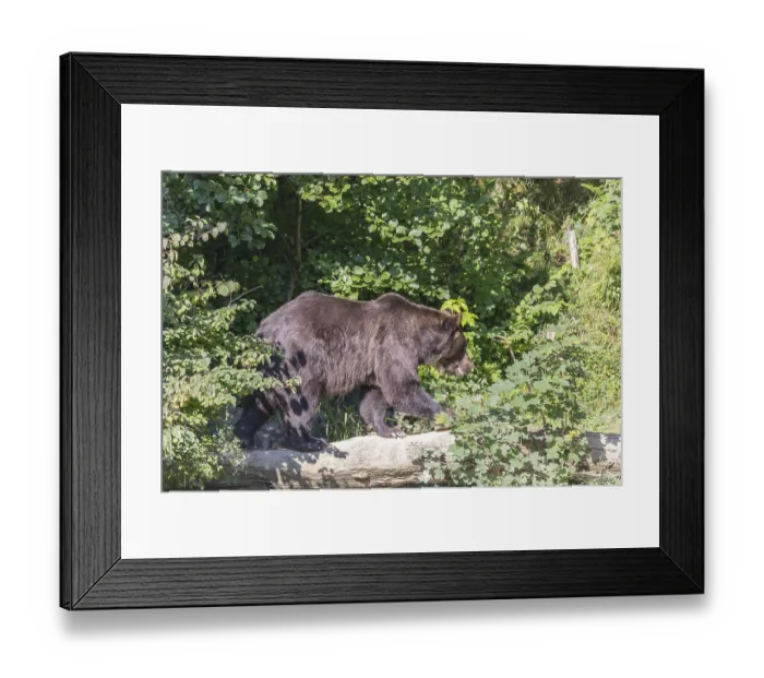 Framed Print : One eurasian brown bears (Ursus arctos arctos) walking on a grey old log Framed Print : One eurasian brown bears (Ursus arctos arctos) walking on a grey old log