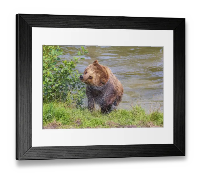 Framed Print : One adult eurasian brown bear (Ursus arctos arctos) leaving the lake