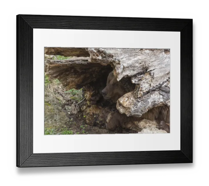 Framed Print : Eurasian brown bear (Ursus arctos arctos) hiding in a hollow log