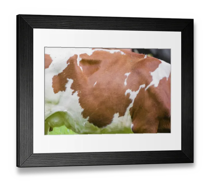 Framed Print : Cow patterns. A Holstein Friesian cattle grazing on the alpine pasture with maple trees Framed Print : Cow patterns. A Holstein Friesian cattle grazing on the alpine pasture with maple trees