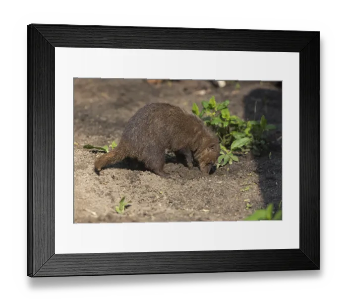 Framed Print : One common kusimanse (Crossarchus obscurus)