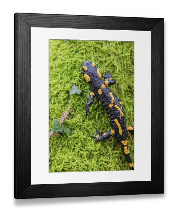 Framed Print : A fire salamander (Salamandra salamandra) walks across a mossy forest floor on a rainy day