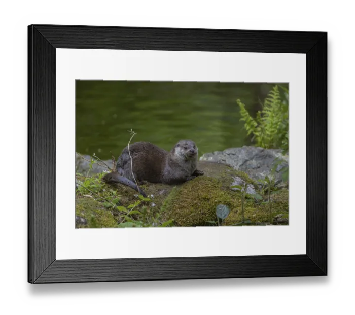 Framed Print : One Eurasian otter (Lutra lutra) Framed Print : One Eurasian otter (Lutra lutra)