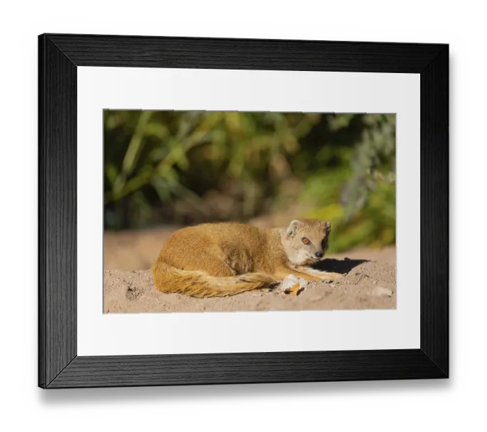 Framed Print : One yellow mongoose, Cynictis penicillata Framed Print : One yellow mongoose, Cynictis penicillata