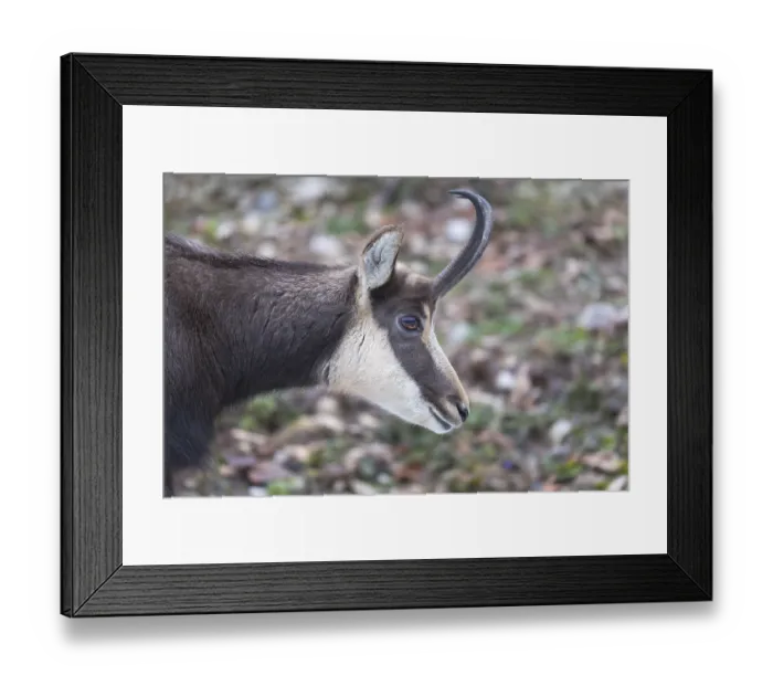 Framed Print : One chamois standing on rocks, sideview portrait Framed Print : One chamois standing on rocks, sideview portrait