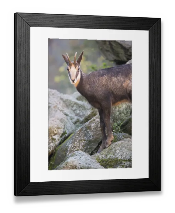 Framed Print : One chamois standing on rocks, autumnal colors of a forest in the distant background Framed Print : One chamois standing on rocks, autumnal colors of a forest in the distant background
