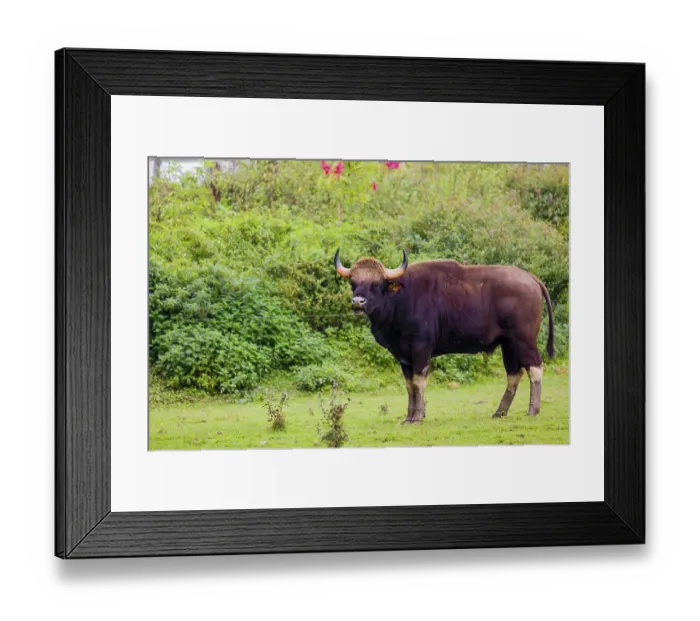 Framed Print : A male Gaur (Bos gaurus gaurus) stands on a green meadow Framed Print : A male Gaur (Bos gaurus gaurus) stands on a green meadow