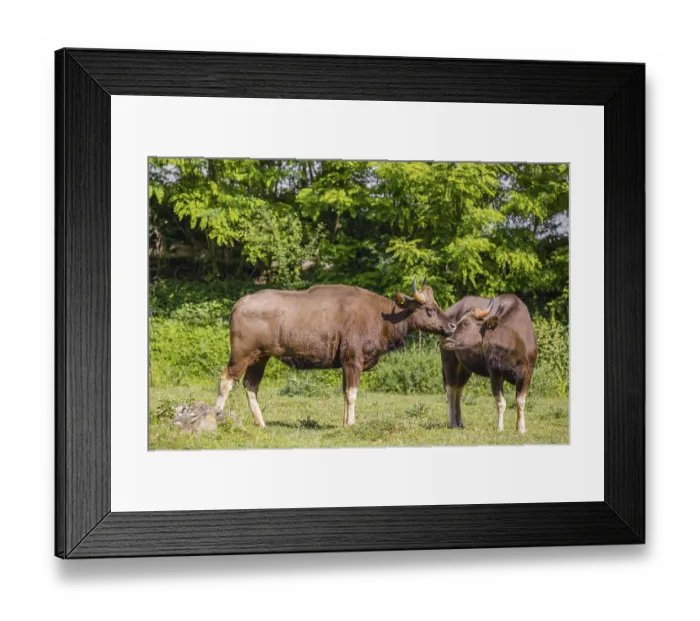 Framed Print : Two female Gaur (Bos gaurus gaurus) stand on a green meadow and groom each other