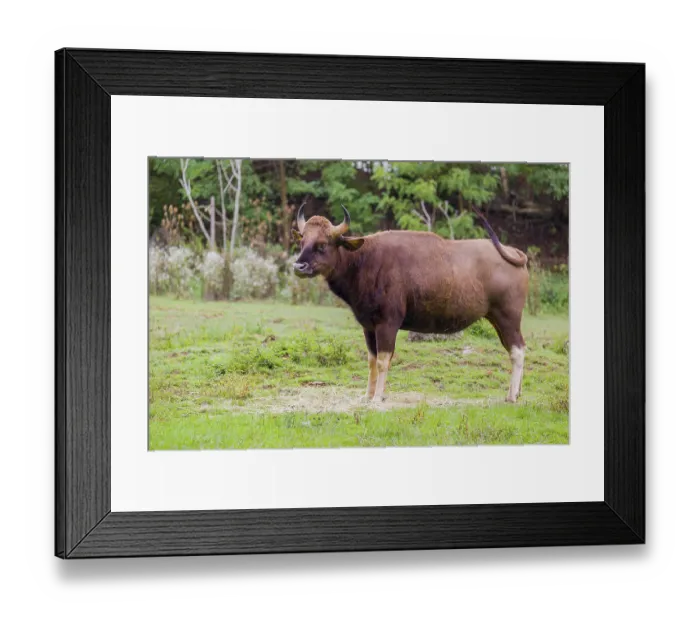 Framed Print : A female Gaur (Bos gaurus gaurus) stands on a green meadow