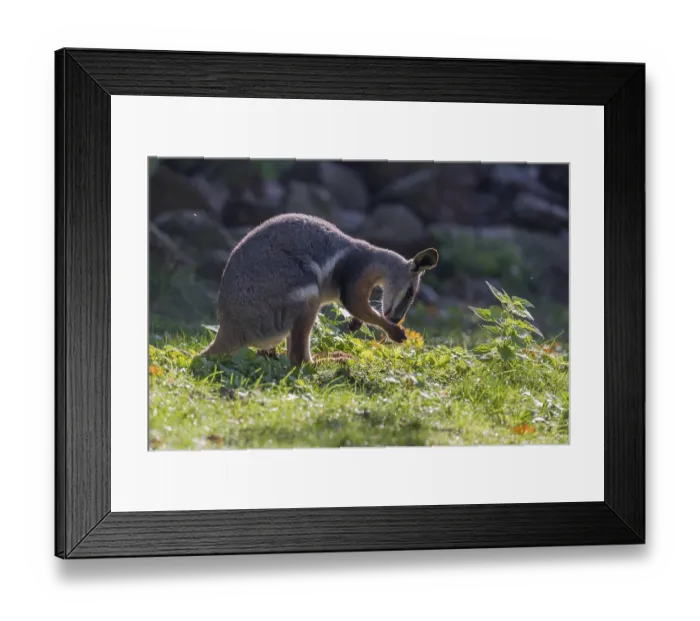 Framed Print : One yellow-footed rock-wallaby (Petrogale xanthopus)