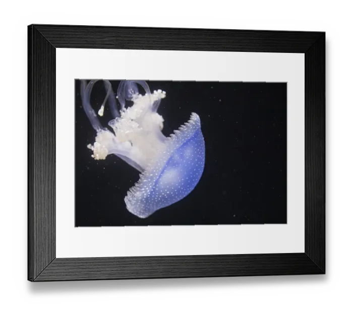 Framed Print : Jellyfish Phyllorhiza punctata