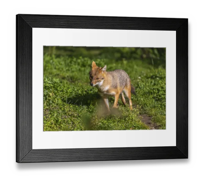 Framed Print : One golden jackal (Canis aureus) walking on green grass on a sunny day Framed Print : One golden jackal (Canis aureus) walking on green grass on a sunny day
