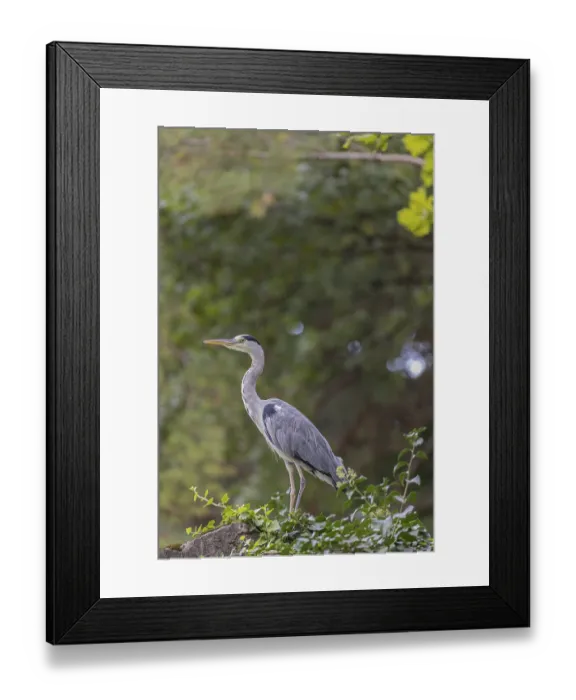 Framed Print : One Grey Heron, Ardea cinerea, standing on a rock Framed Print : One Grey Heron, Ardea cinerea, standing on a rock