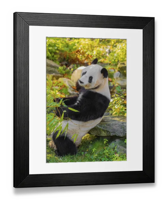 Framed Print : A Giant Panda, ailuropoda melanoleuca