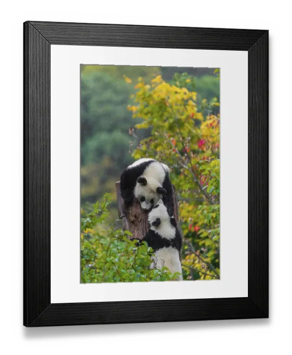 Framed Print : Two Giant Pandas, cubs, ailuropoda melanoleuca