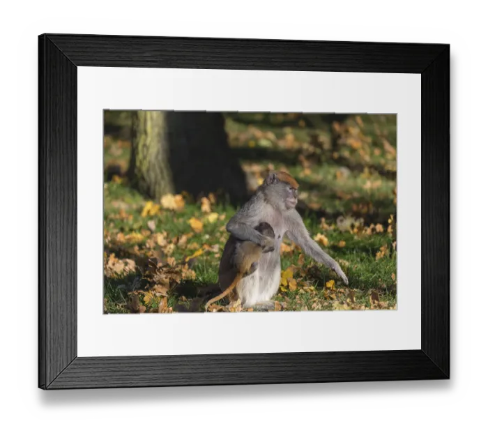 Framed Print : One female patas monkey (Erythrocebus patas)with her baby in late light on a green meadow Framed Print : One female patas monkey (Erythrocebus patas)with her baby in late light on a green meadow