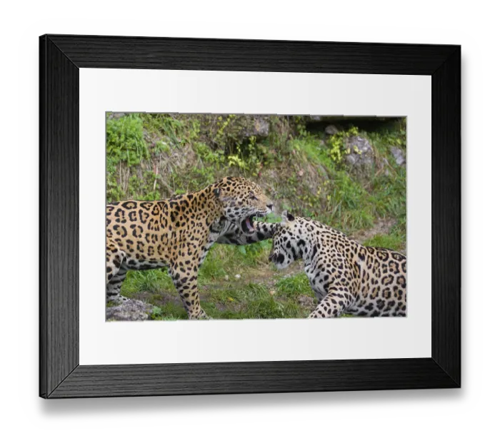 Framed Print : Two adult jaguars (Panthera onca) play fighting on a green meadow