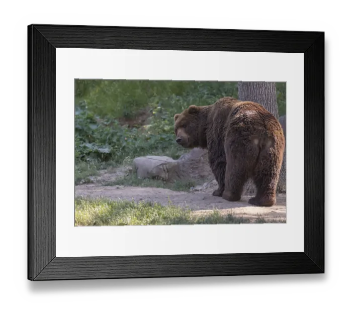 Framed Print : One Kamchatka brown bear (Ursus arctos piscator)
