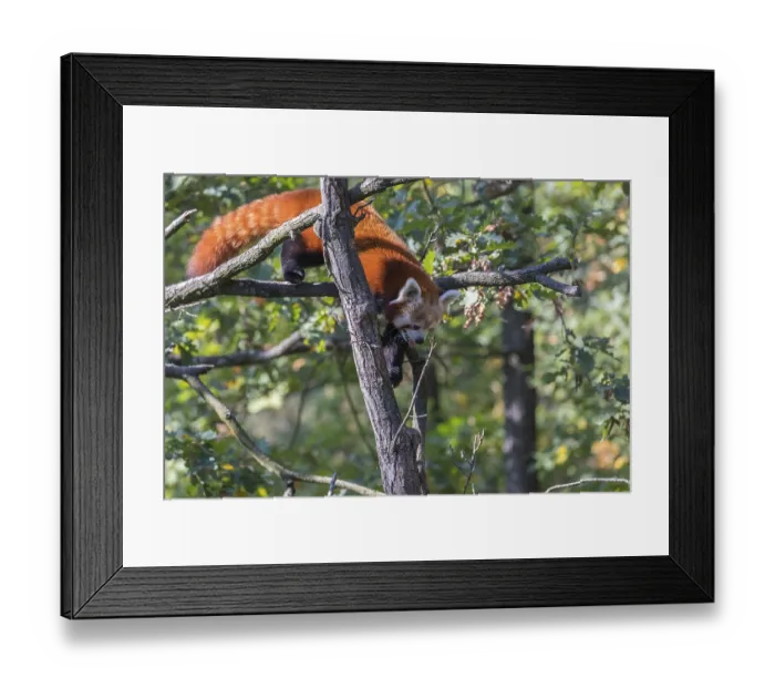 Framed Print : One red panda, Ailurus fulgens Framed Print : One red panda, Ailurus fulgens