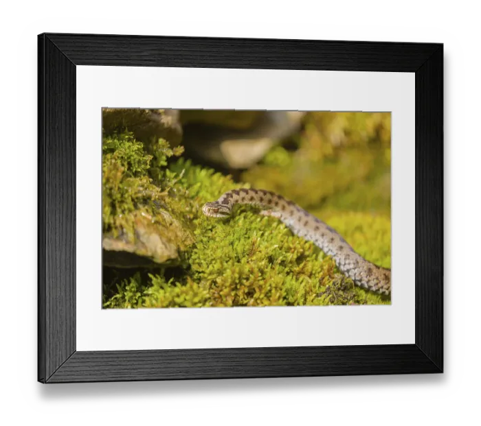 Framed Print : One Vipera berus, the common European adder or common European viper