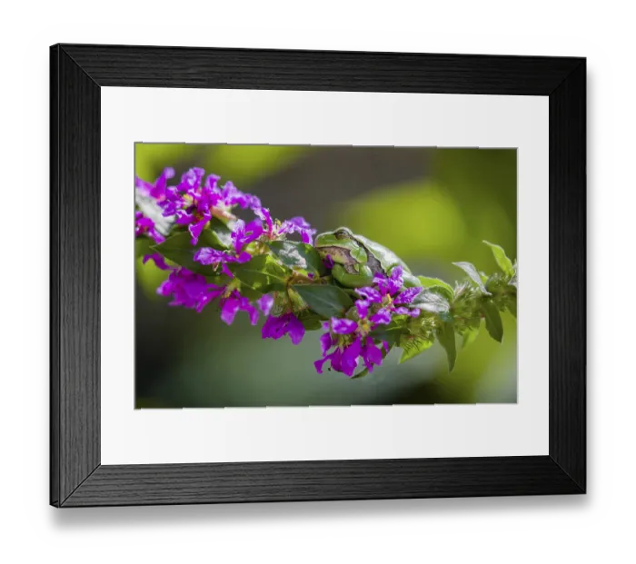 Framed Print : A European tree frog (Hyla arborea) rests on Lythrum salicaria or purple loosestrife