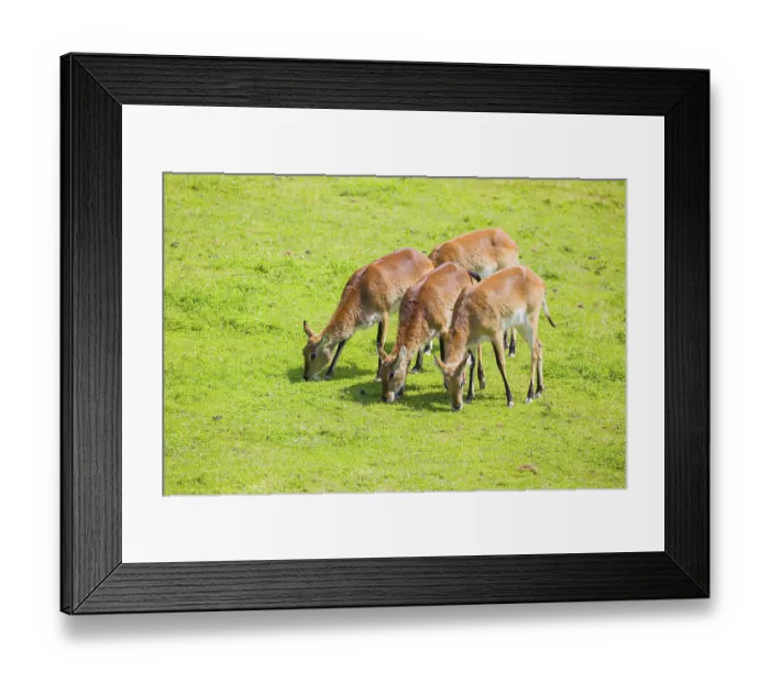 Framed Print : A group of four female Lechwe Waterbucks