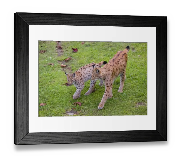 Framed Print : One female Eurasian lynx (Lynx lynx) meets one of its two cubs on a green meadow
