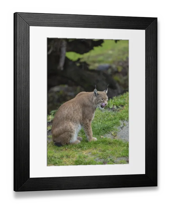 Framed Print : One Eurasian lynx, (Lynx lynx)