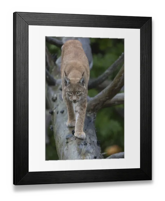 Framed Print : One Eurasian lynx, (Lynx lynx)
