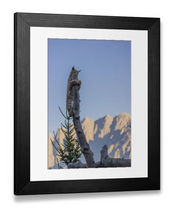 Framed Print : A young Eurasian lynx, (Lynx lynx) climbs in a dead tree Framed Print : A young Eurasian lynx, (Lynx lynx) climbs in a dead tree