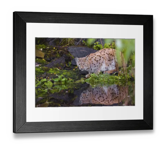 Framed Print : A young Eurasian lynx, (Lynx lynx) stands at a small pond and drinks