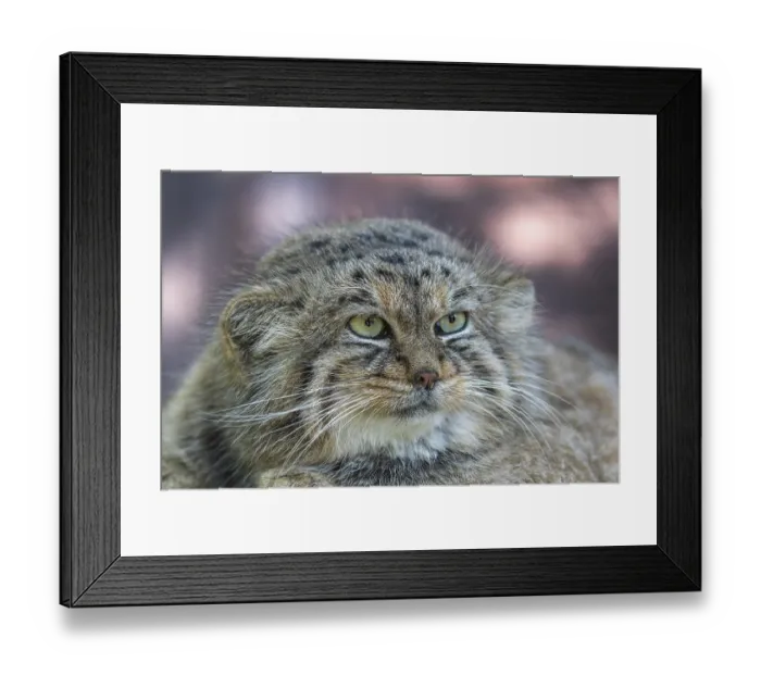 Framed Print : Portrait of a Pallas's cat (Otocolobus manul) or Manul